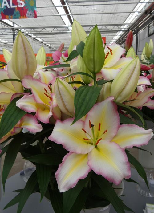 Lilium - Oriental Lily 'Tricolor'