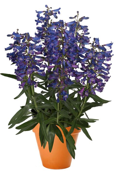 Penstemon barbatus 'Pristine® Blue'