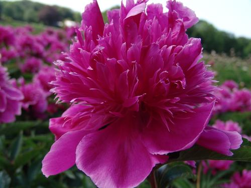 Peony 'Purple Spider'