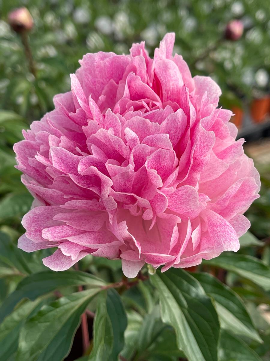 Peony 'The Fawn'