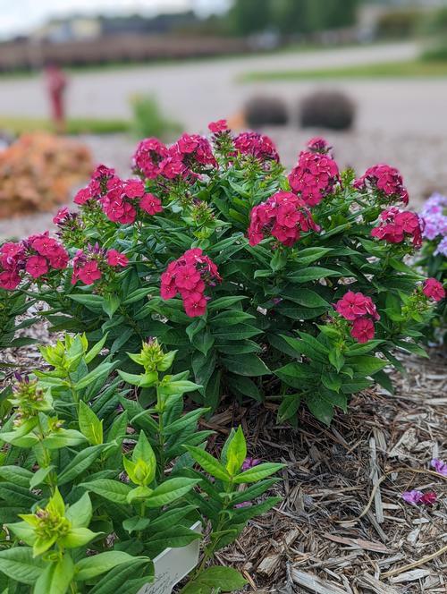 Phlox Dwarf Garden paniculata 'Bambini® Cherry Crush'