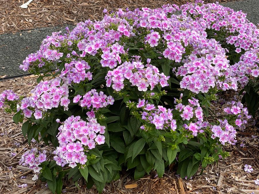 Phlox Dwarf Garden paniculata Bambini® Lucky Lilac