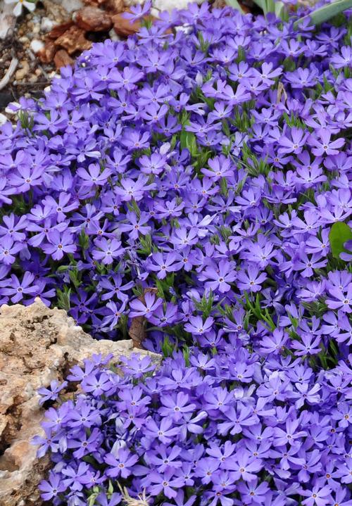 Phlox subulata 'Violet Pinwheels'