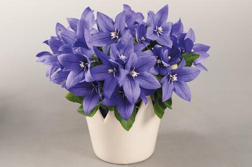 Platycodon 'Pop Star™ Blue'