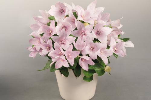 Platycodon 'Pop Star™ Pink'