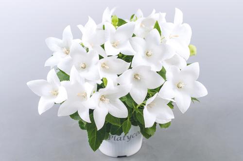 Platycodon 'Pop Star™ White'