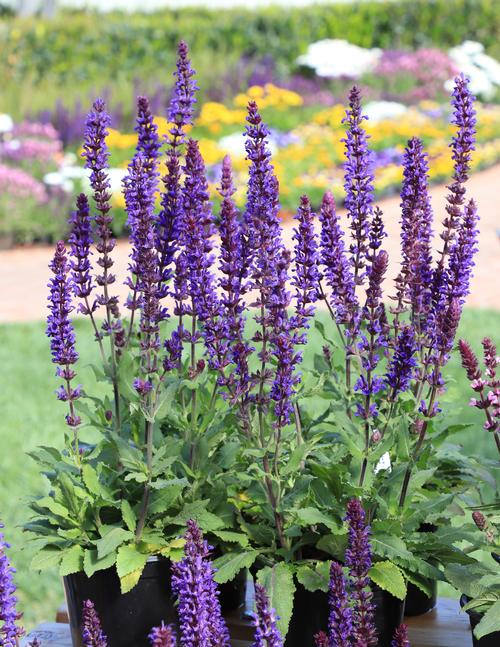 Salvia nemorosa 'Salvatore Blue'