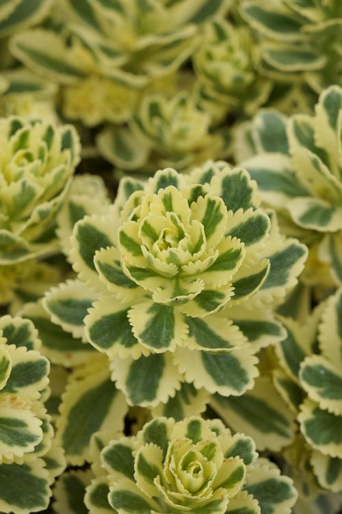 Sedum Low Growing/Ground Cover takesimense 'Atlantis™'