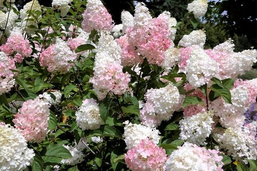 Hydrangea paniculata 'Phantom'