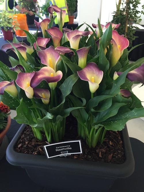 Calla 'Nashville®'