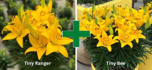 Lilium - Asiatic Pot Lily Looks™ 'Bloom Extensions™ Yellow'