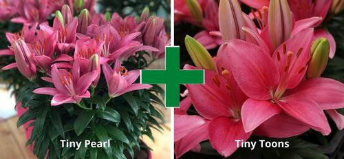 Lilium - Asiatic Pot Lily Looks™ 'Bloom Extensions™ Pink'