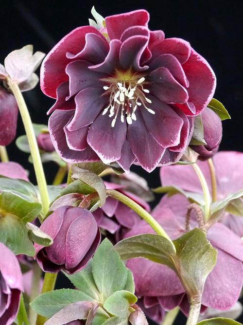 Helleborus 'North Star™ Plum'