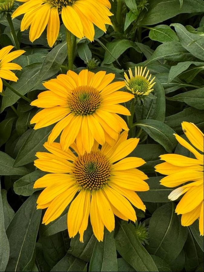 Echinacea 'Sombrero® Lemon Yellow Improved'