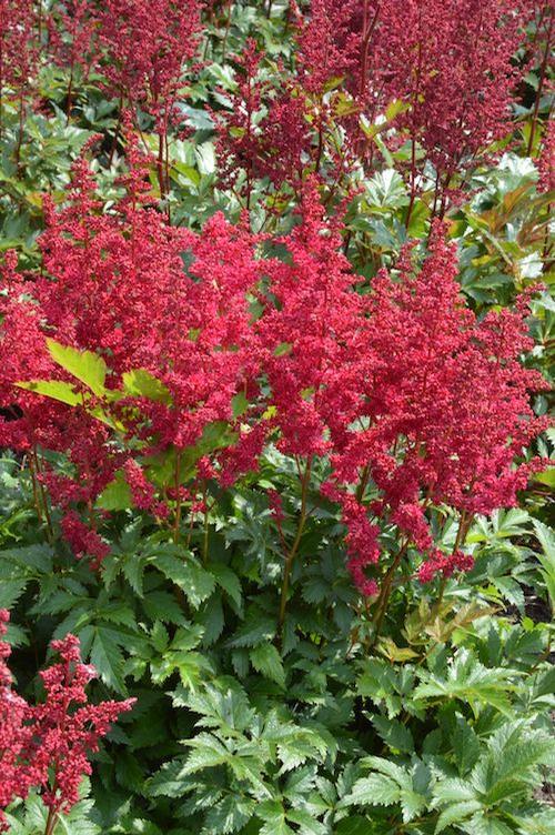 Astilbe chinensis 'Lowlands Ruby Red'