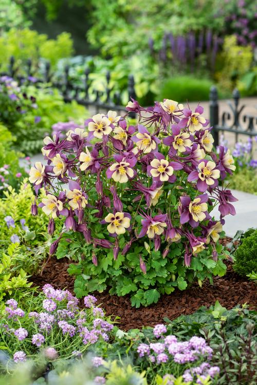 Aquilegia 'Earlybird™ Purple Yellow'