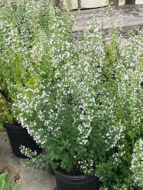 Calamintha nepeta ssp. nepeta 