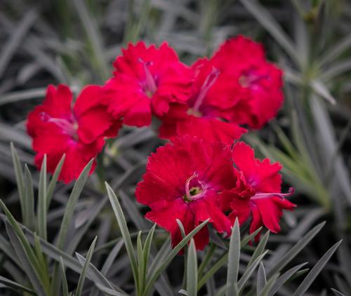 Dianthus 'Mountain Frost™ Red Garnet'