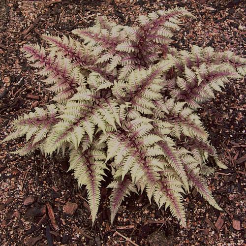 Athyrium niponicum 'Regal Red'