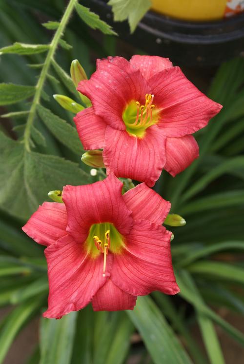 Hemerocallis 'Little Business'