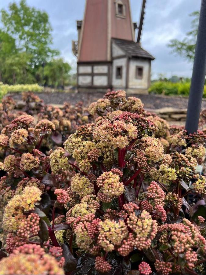 Sedum Medium Clumping or Arching telephium 'Peach Pearls'