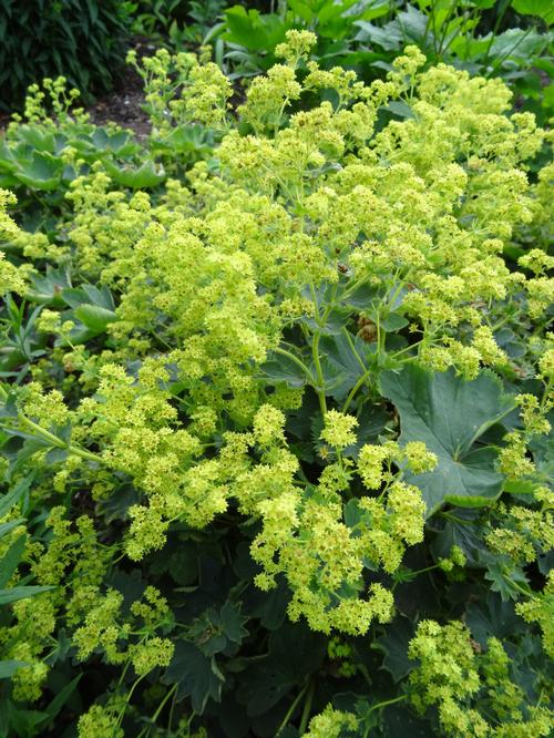 Alchemilla sericata 'Gold Strike'