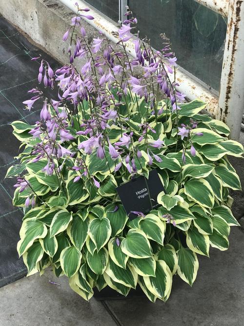 Hosta 'Pilgrim'