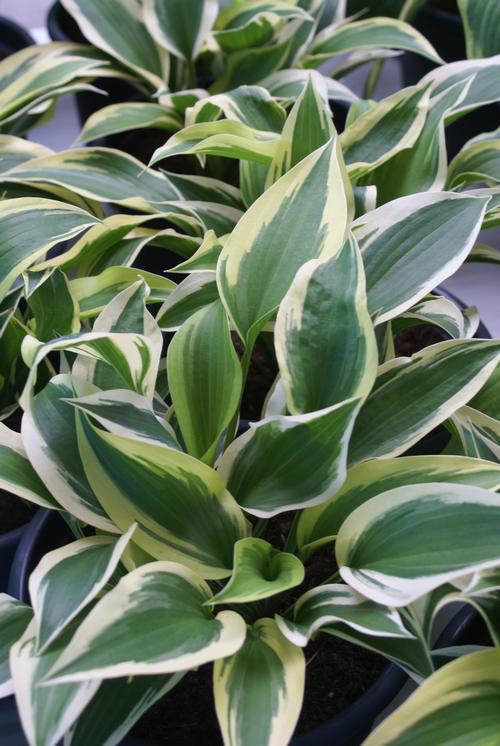 Hosta 'Lakeside Spruce Goose'
