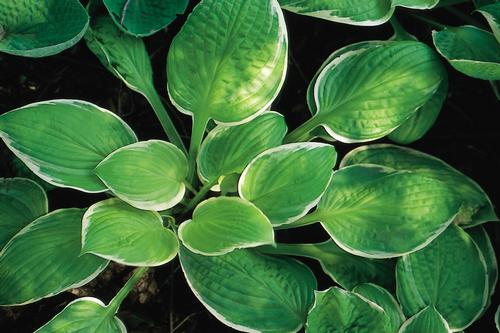 Hosta 'St. Elmo's Fire'