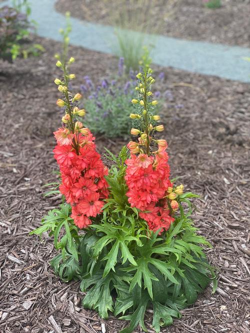 Delphinium elatum 'Red Lark'