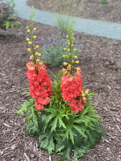 Larkspur Delphinium Red Lark from Growing Colors