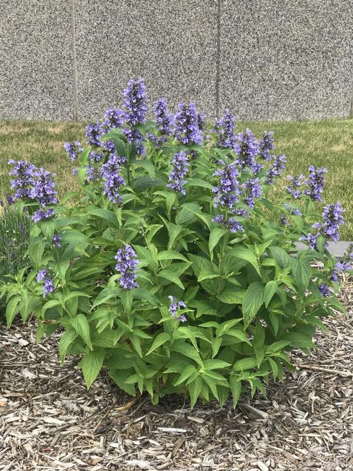 Catmint Nepeta subsessilis Blue Prelude from Growing Colors