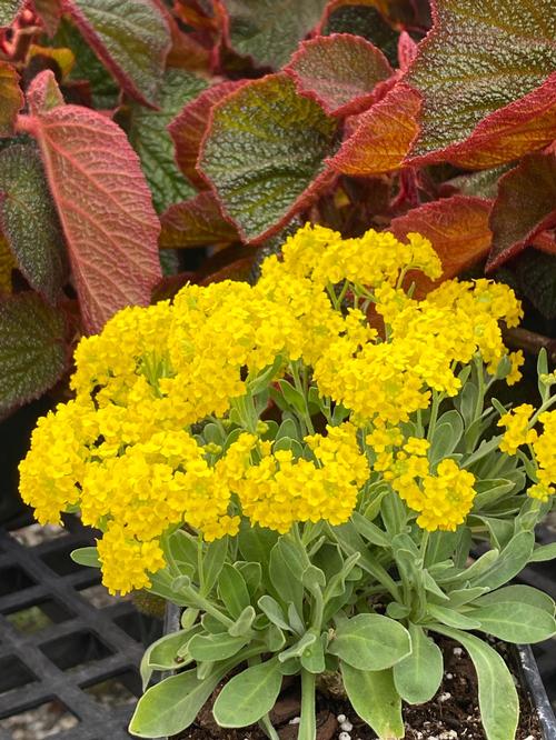 Alyssum saxatile 'Gold Kobold'