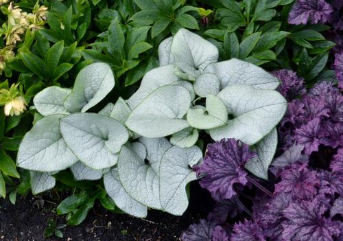 Brunnera 'Alexandria'