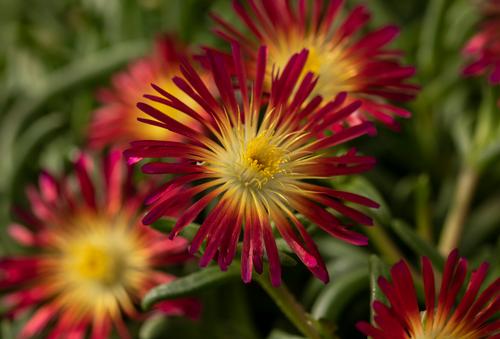 Delosperma Delmara™ Fuchsia