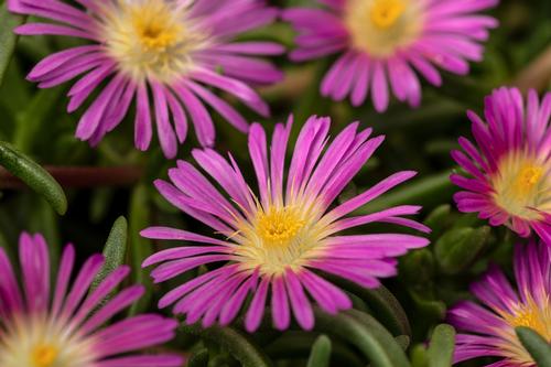 Delosperma Delmara™ Pink