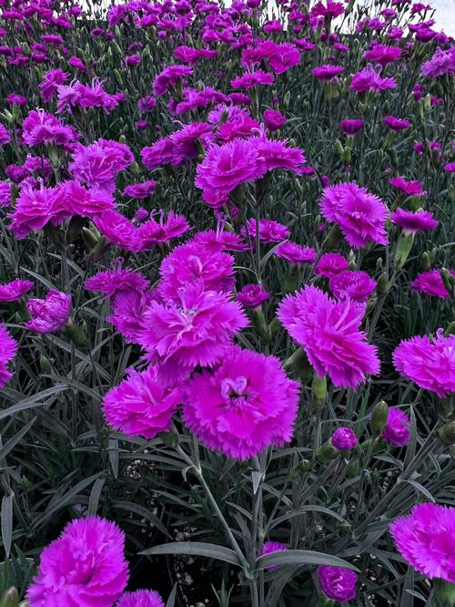 Dianthus gratianopolitanus Pink Fire