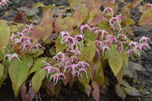 Epimedium grandiflorum Pretty in Pink