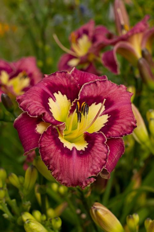 Hemerocallis 'Catcher in the Eye'