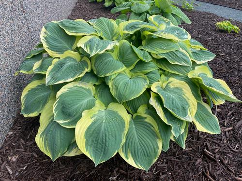 Hosta 'Orion's Belt'