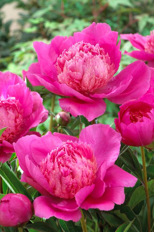 Peony 'Bouquet Perfect'