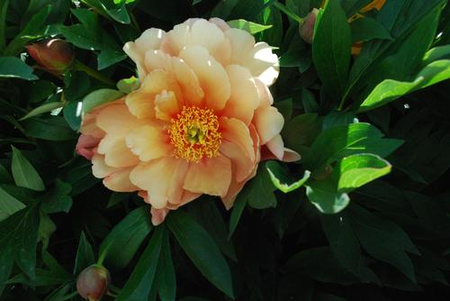Peony ITOH 'Singing in the Rain'
