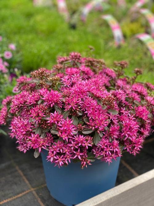 Sedum Low Growing/Ground Cover spurium Spot On™ Deep Rose