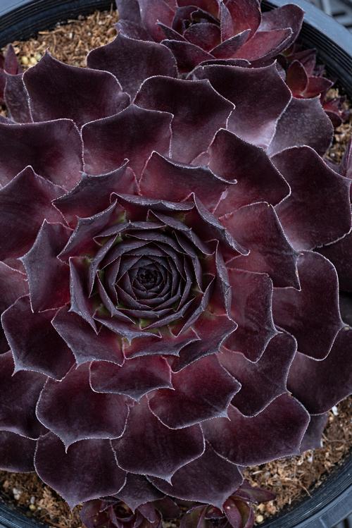 Sempervivum 'SuperSemp® Onyx'