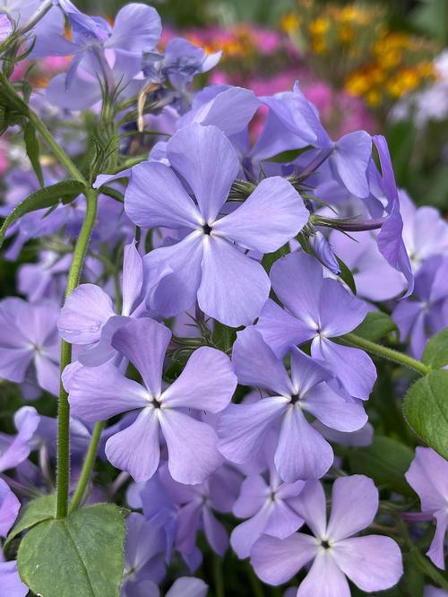 Woodland Phlox Phlox Woodland divaricata Blue Moon from Growing Colors