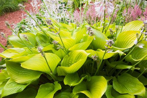 Hosta 'City Lights'