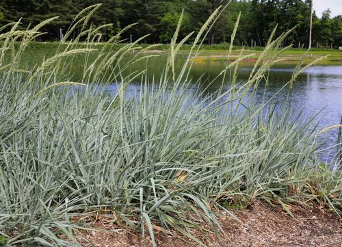 Leymus arenarius 'Blue Dune'