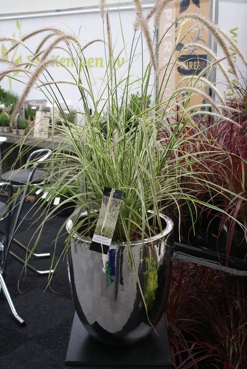 Pennisetum setaceum 'Sky Rocket'