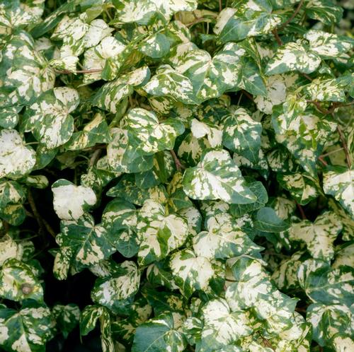 Ivy Hedera helix Golden Ingot from Growing Colors