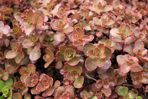 Stonecrop Sedum Spurium Red Carpet From Growing Colors